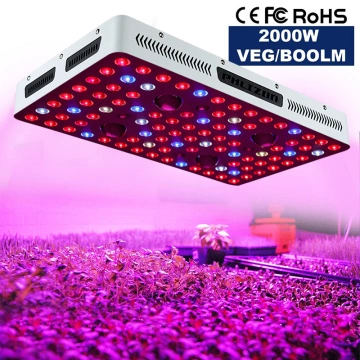 China Cob Led Grow Light,Led Grow Light,1000W Led Grow Light